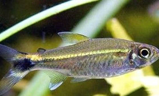 秋天釣鯉魚釣深還是淺