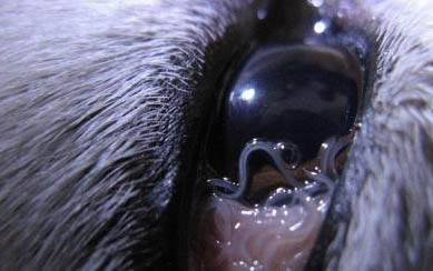 犬科動物和貓科動物哪個厲害