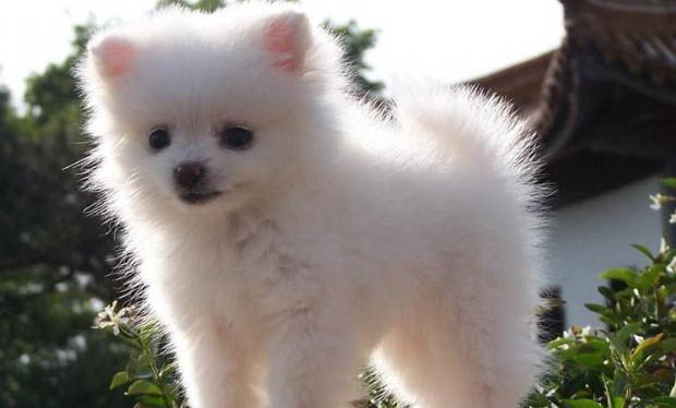 哪里有賣博美犬