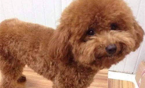 泰迪犬缺鈣會有哪些癥狀?