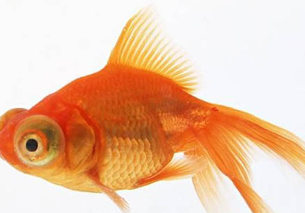 金魚多大才能繁殖?