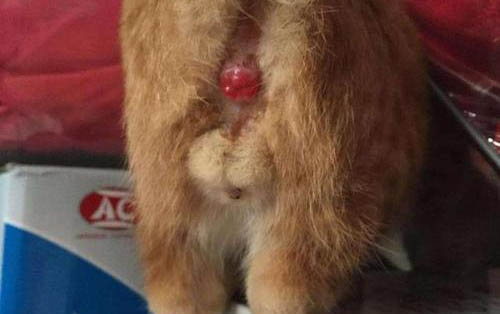 如何讓小貓不咬人
