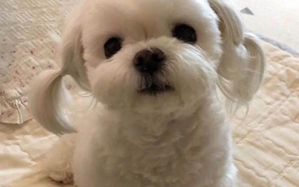 母狗感冒了可以喂小奶狗嗎
