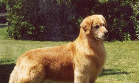 金毛犬不能吃哪些東西