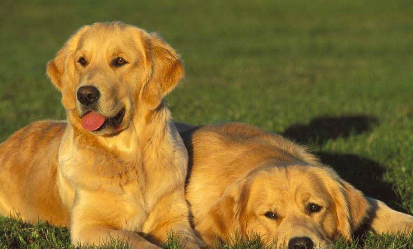 小型犬狗糧可以給大型犬吃嗎