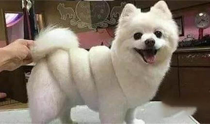 狗狗耳朵里有黑色的東西是什么原因