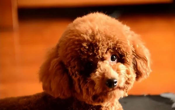 狗狗尿不盡原因有哪些