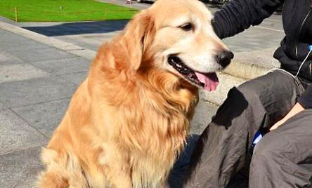 金毛犬可以吃米飯嗎