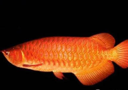 紅龍魚最佳溫度是多少