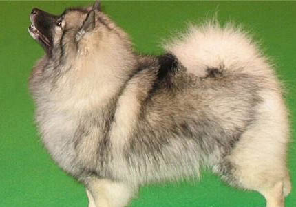 荷蘭毛獅犬來月經怎么處理方法