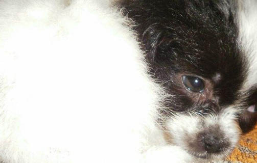 狗狗疫苗哪個牌子好