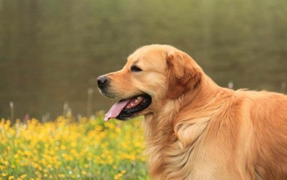 金毛幼犬可以吃什么水果