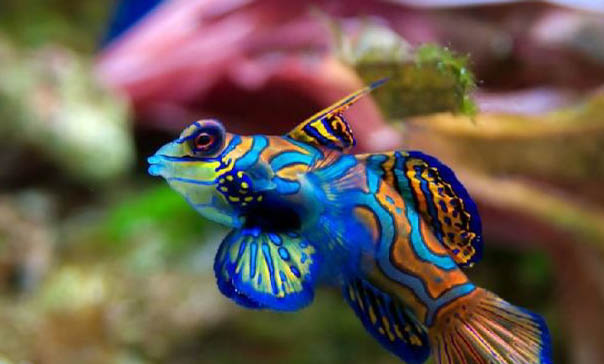 烏賊和章魚的區別在哪