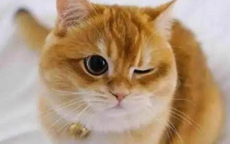 小貓的飼養方法及注意事項是什么
