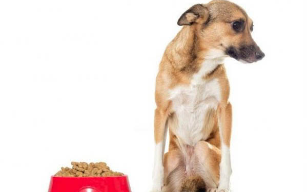 狗狗在哪里買比較靠譜
