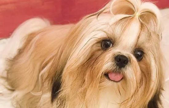 為什么西施犬養的人少