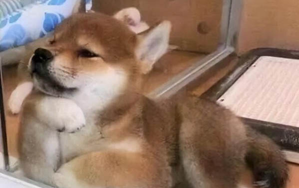 狗狗不能吃巧克力的原因是什么