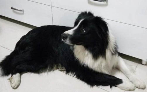 哪里有賣邊境牧羊犬 怎么買牧羊犬