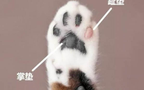 狗狗細小病毒性腸炎治療方法