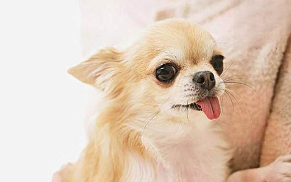 幼犬細小臨死前癥狀