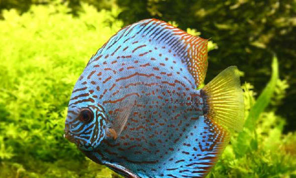 冷水觀賞魚有哪些品種呢？