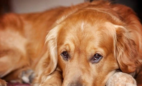 金毛犬有哪些缺點？