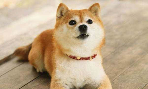 兩個(gè)月日本柴犬可以洗澡嗎
