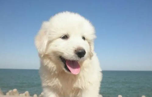 為什么狗得了細小喜歡睡地板上