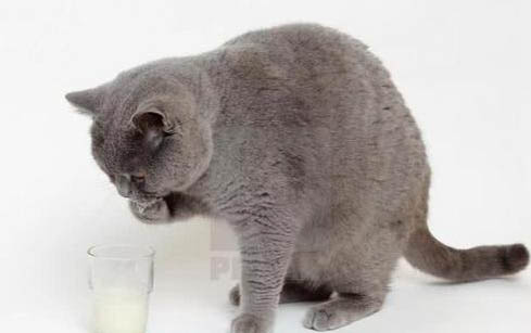 小貓的呼嚕聲