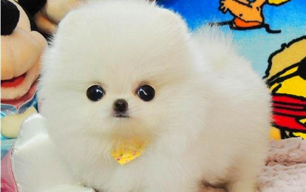 狗狗洗澡后眼睛紅