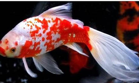 鳳尾魚卵多久能孵化出小魚仔呢