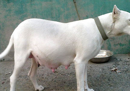 家里需要養杜高犬嗎
