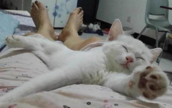 貓感冒了會出現什么癥狀?貓感冒了會自愈嗎