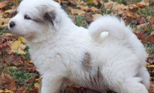 大白熊犬為什么禁養