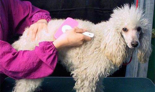 貴賓犬標準型
