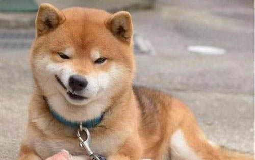 狗狗會被細小病毒傳染嗎