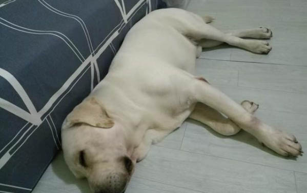 狗狗水泡出來多久會生小狗