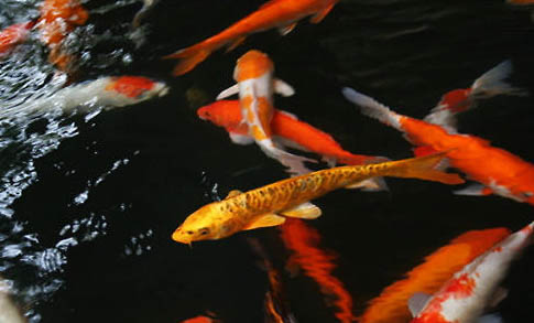 金魚不打氧氣能活多久