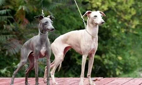 意大利靈緹犬是禁養(yǎng)犬嗎