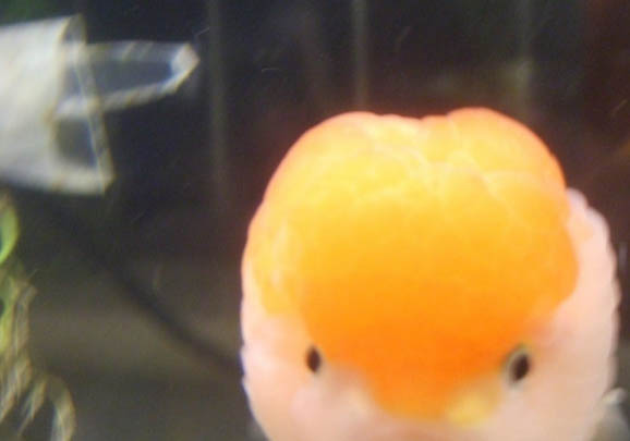 金魚(yú)尾巴有白點(diǎn)