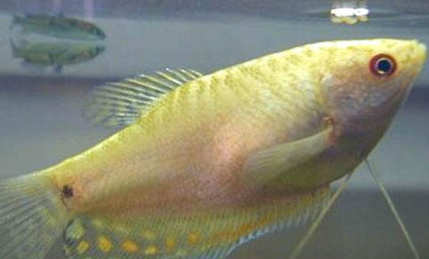 跟龍魚混養(yǎng)的魚有哪些