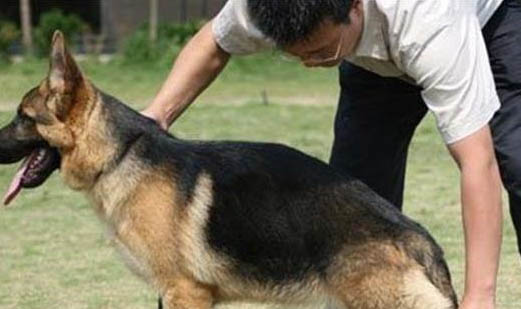 公犬發情期大概持續多久?
