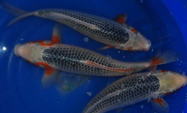錦鯉魚趴缸的原因及處理方法