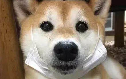 狗腿斷了能自愈嗎?