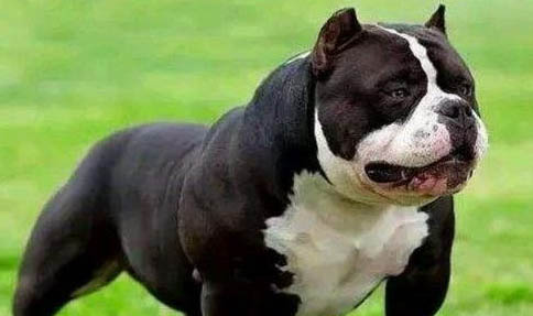 美國惡霸犬是法斗嗎