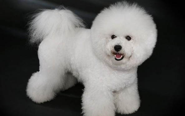 金毛犬脾氣性格怎么樣呀