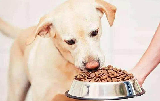 狗狗內出血還有救嗎