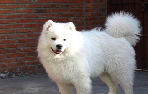 愛斯基摩犬突然不愛吃東西的原因是什么