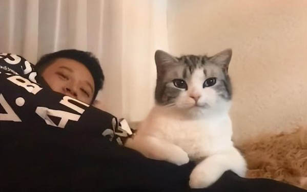 為什么貓有口臭