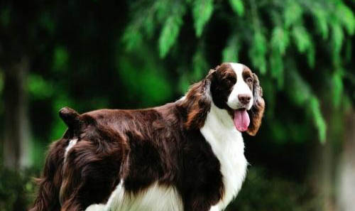 純種史賓格犬出售
